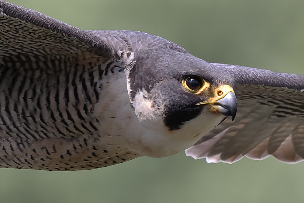 peregrine